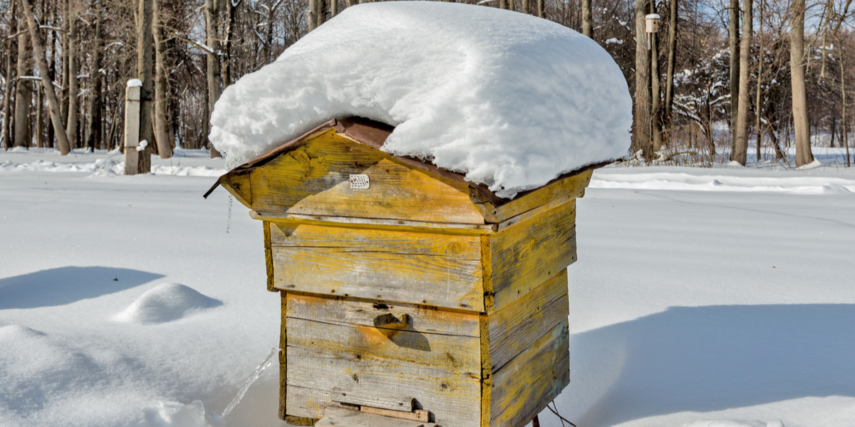 honeybees prepare for winter