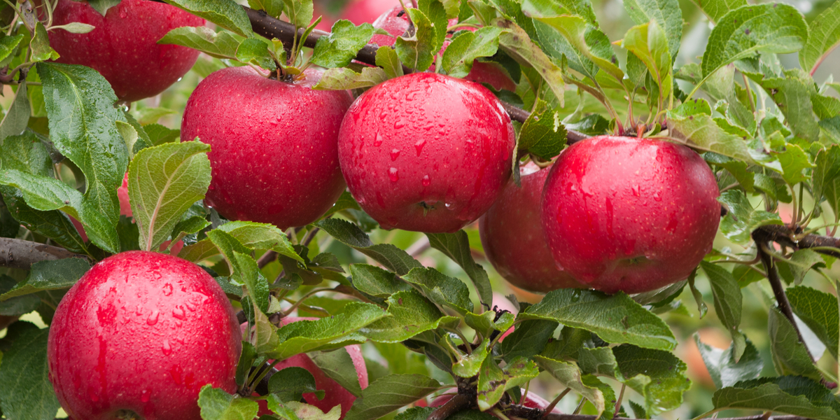 apple trees in fall