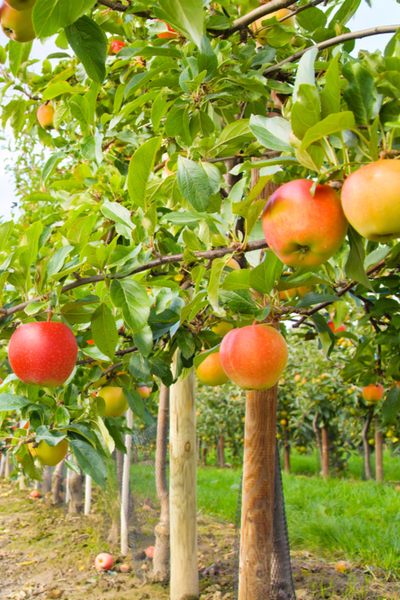 ماذا تزرع بين أشجار الفاكهة