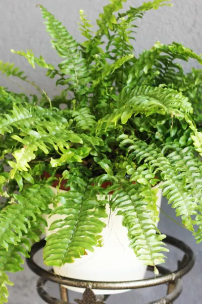 dividing ferns and bringing ferns indoors for winter