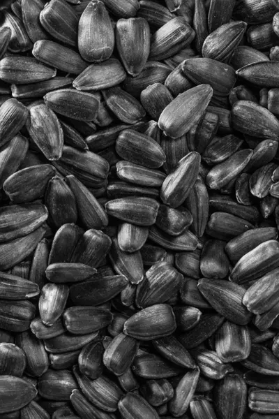 black oil sunflower seeds - homemade bird seed