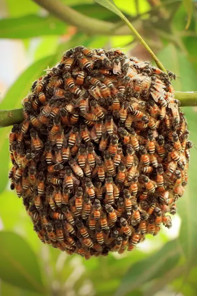 cluster - swarm
