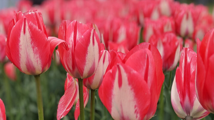 How To Plant Tulips This Fall For A Brilliant Spring
