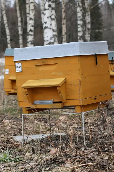 how honey bees survive winter