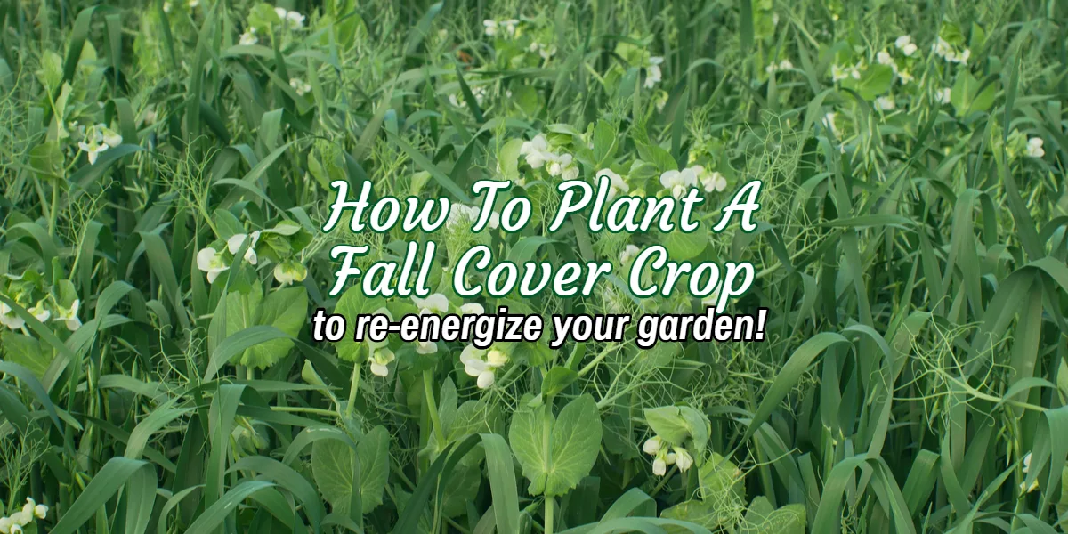 how to plant a cover crop