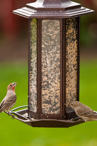 bird food home