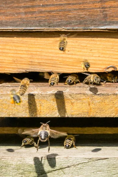 how honey bees survive winter - cleansing flights