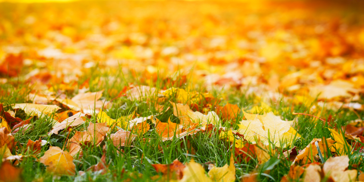 5 Great Ways To Use Autumn's Leaves In The Garden And Landscape