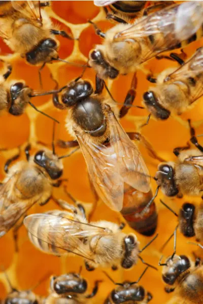 the queen bee - how honey bees survive winter
