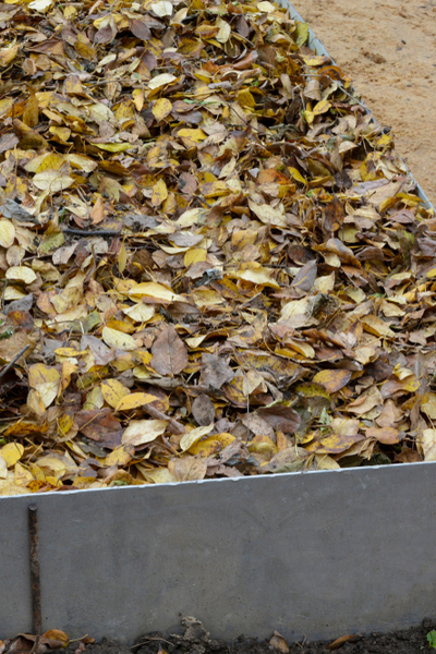 shredded leaves