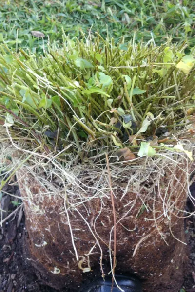 Removing the fern