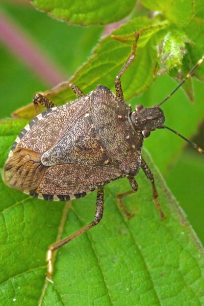 Keep stink bugs out