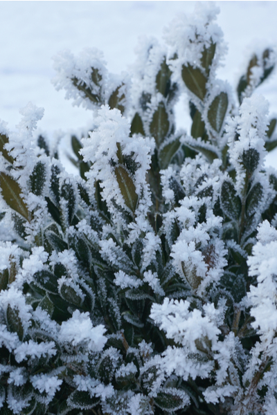 Add Winter Interest To Your Flowerbeds And Gardens