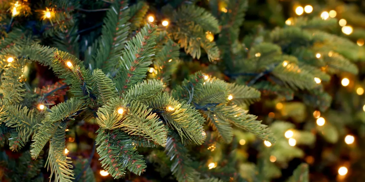 Best Christmas Tree Varieties