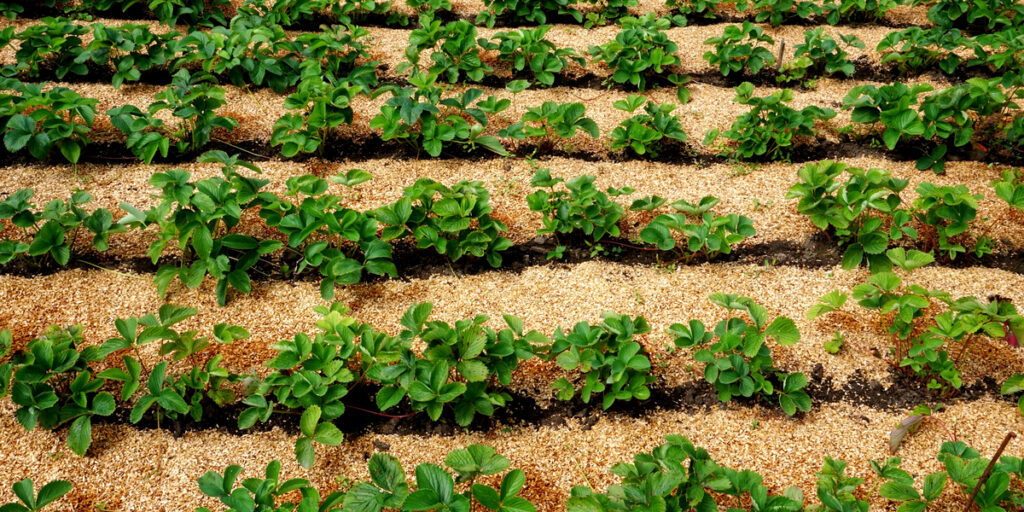 protecting strawberries in the winter Archives This Is