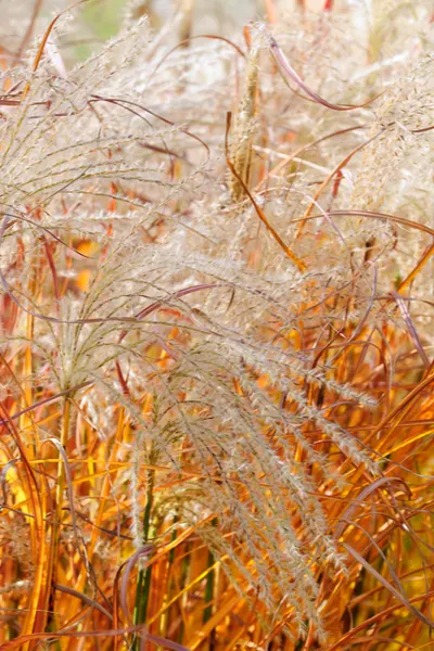 cut ornamental grasses back in the fall