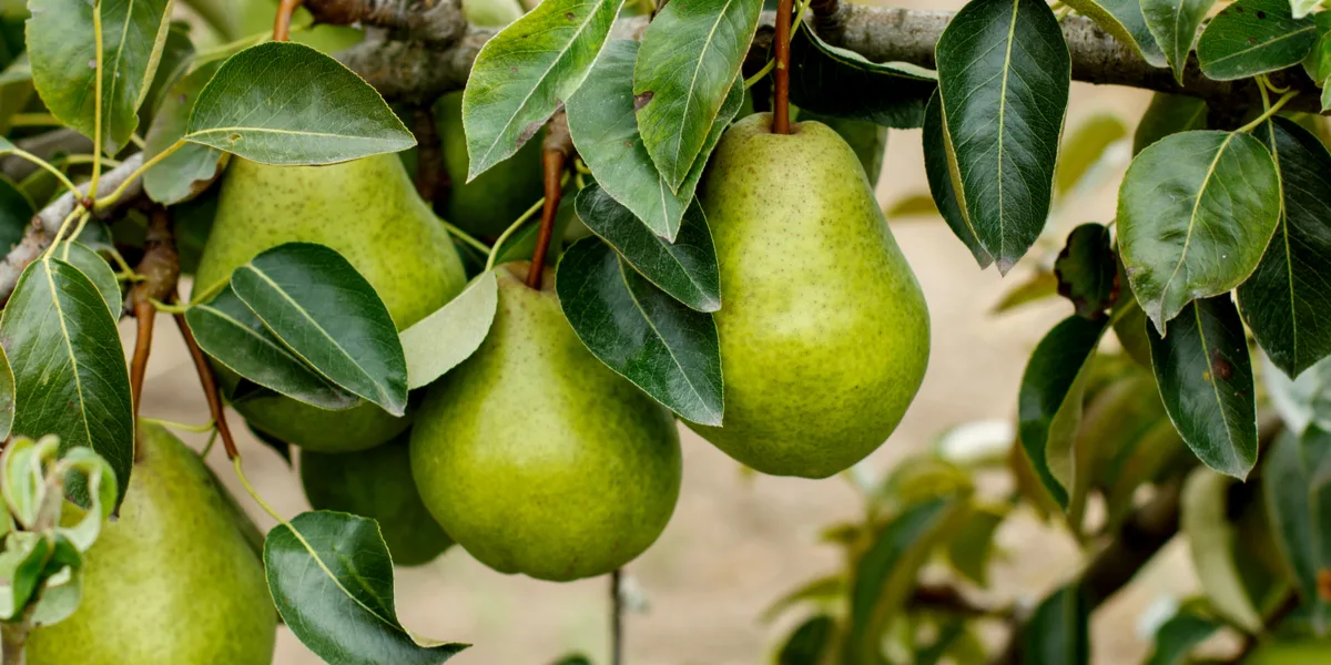 planting pear trees