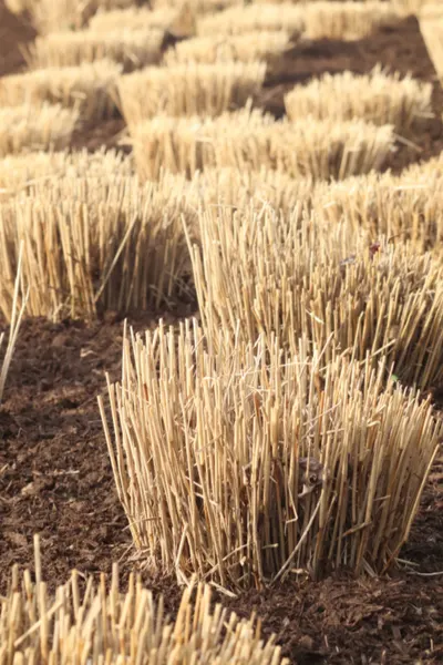 cut ornamental grasses back in the fall