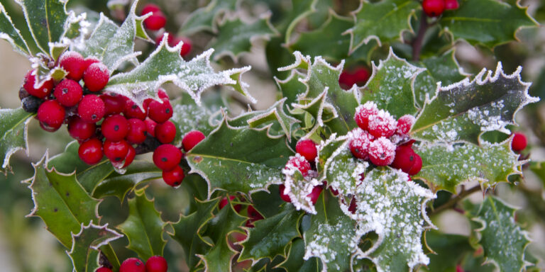winter interest in the landscape