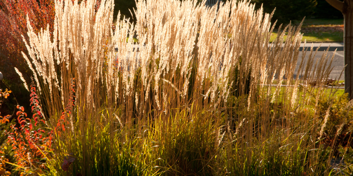 When Should I Cut Back My Ornamental Grasses