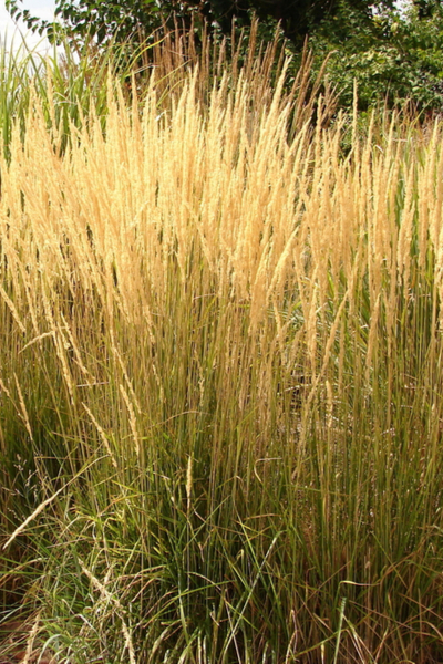 cut ornamental grasses back in the fall