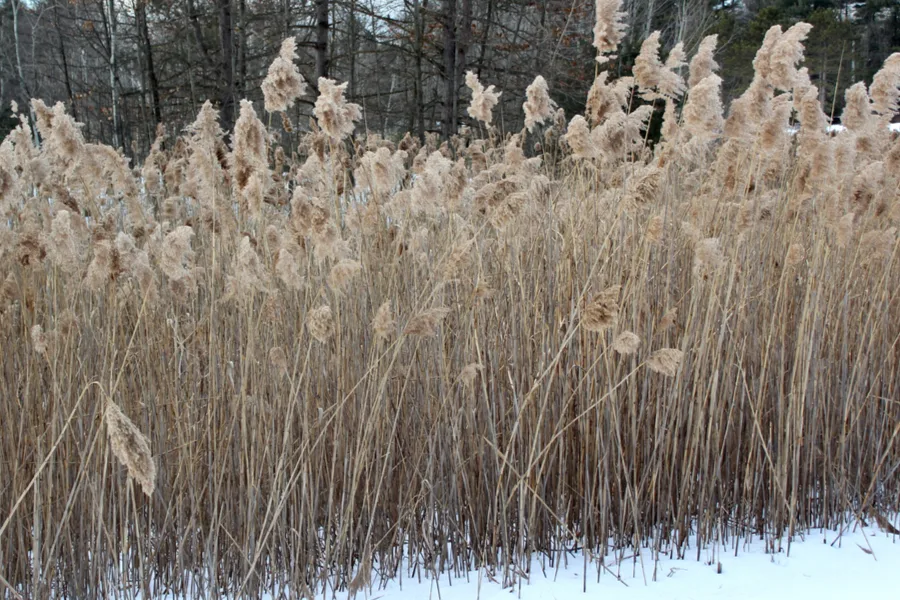 windbreak