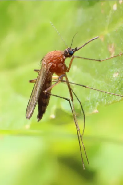 mosquitoes in the landscape