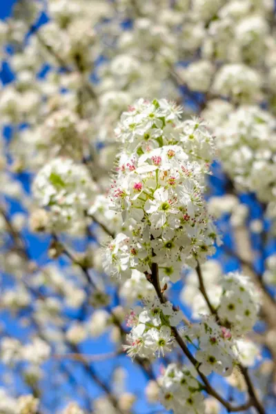 planting pear trees