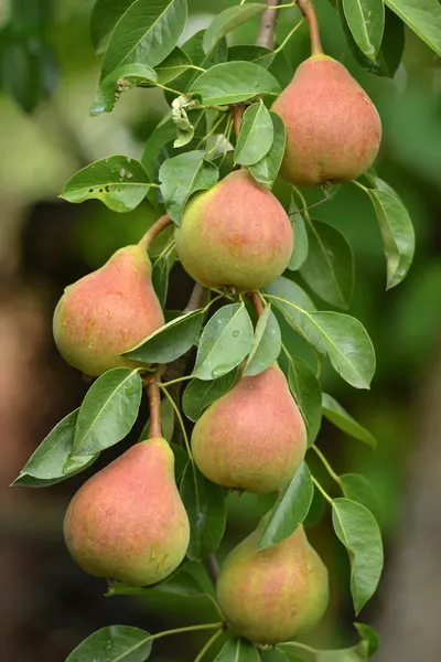 dwarf bartlett pear self pollinating