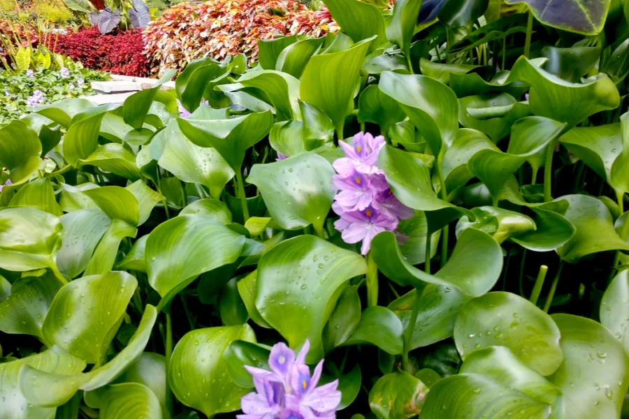 ponds at the garden