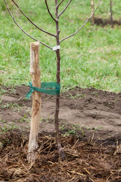 planting in the ground