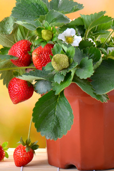 Strawberry pot plant care