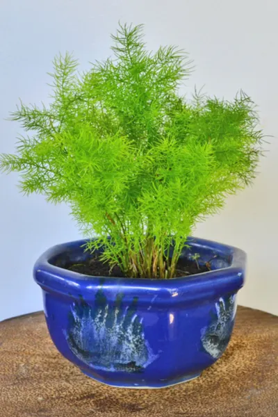 Easy care asparagus fern house plant
