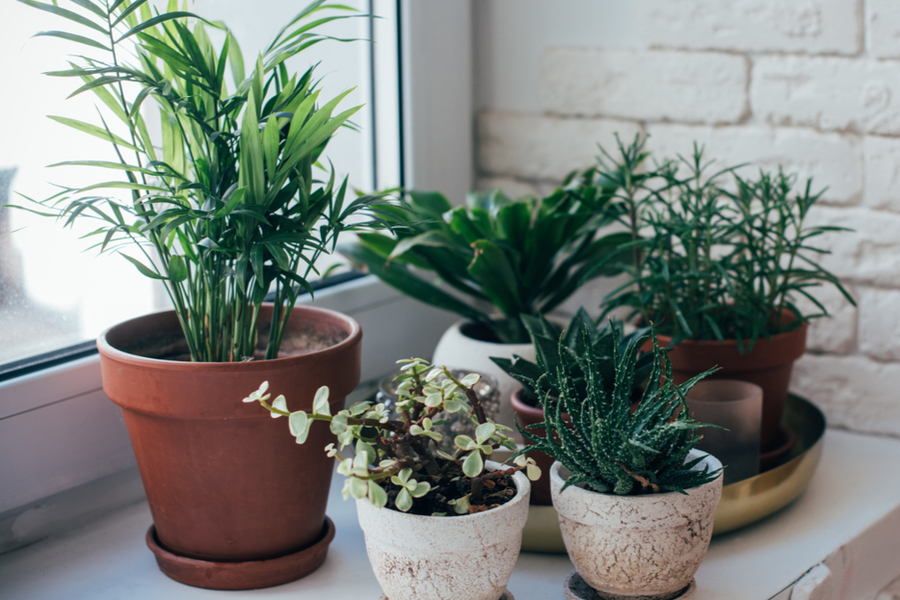 easy care house plants