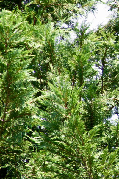 leyland Cypress