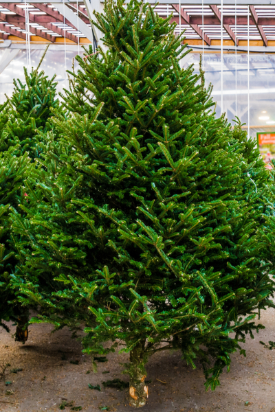 best Christmas tree varieties