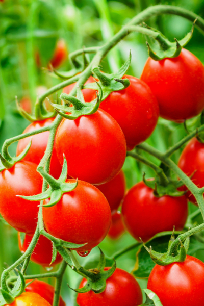 using epsom salt on plants