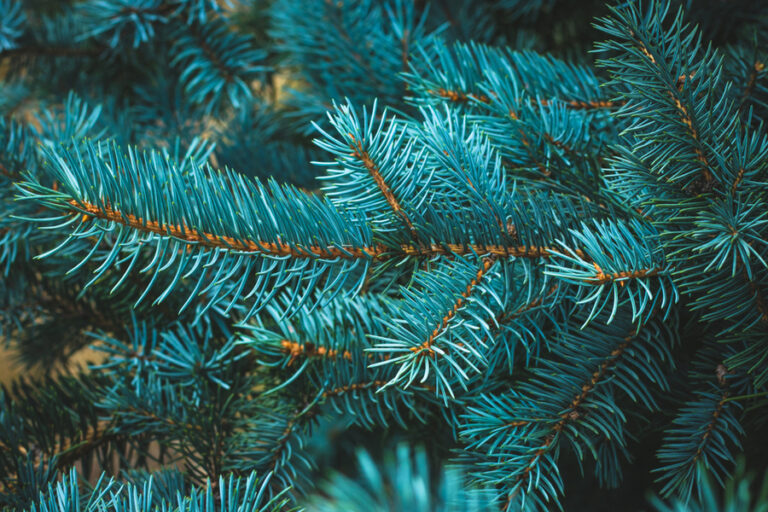 The 5 Best Cut Christmas Tree Varieties To Select For Your Home!