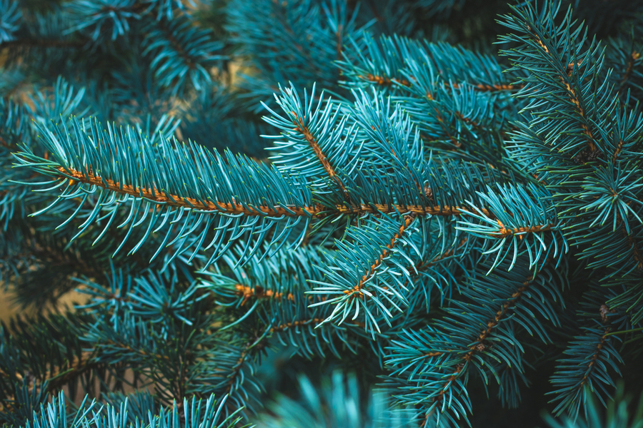 blue spruce