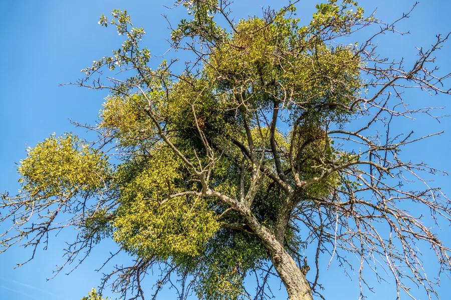 mistletoe plant