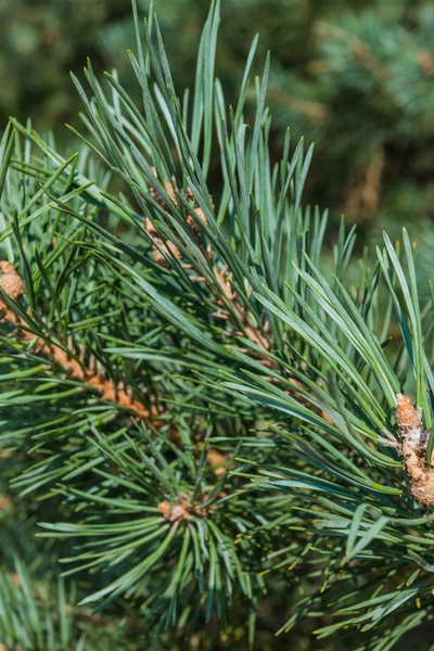Best Christmas Trees - Scotch Pine