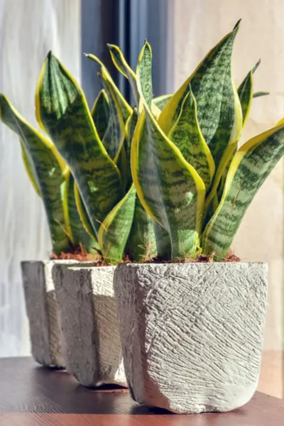 The Snake plant