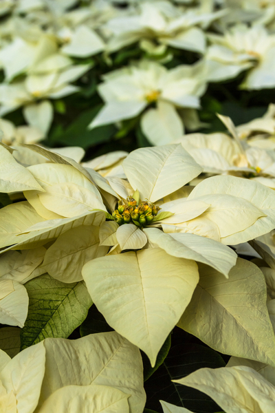 How To Keep Poinsettias Blooming Perfectly Through The Holiday Season