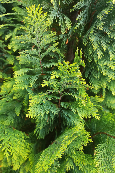 4 Evergreen Shrubs To Add Great Year Round Color To Your ...