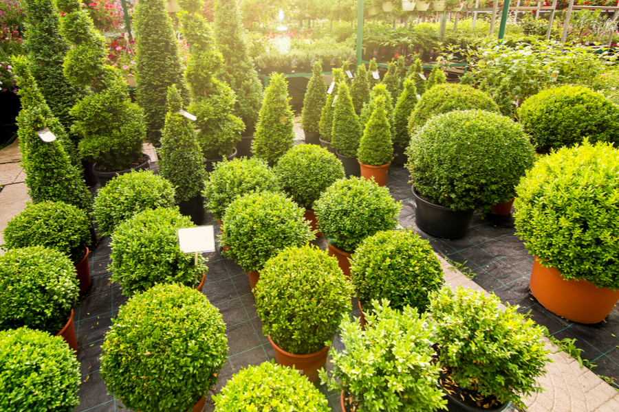 4 Evergreen Shrubs To Add Great Year Round Color To Your Landscape!