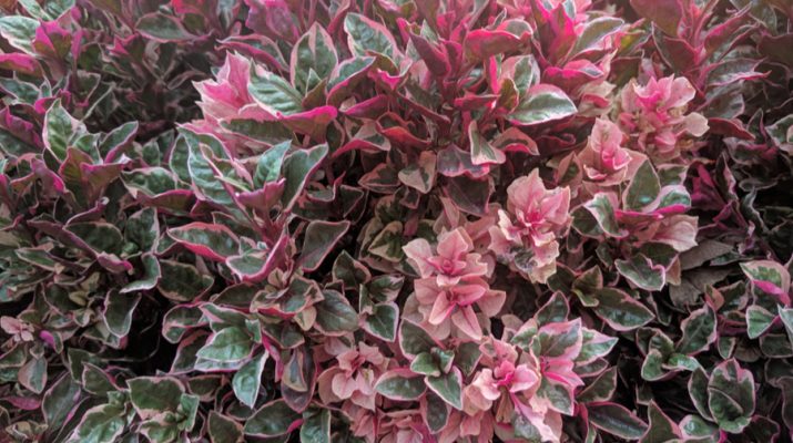 4 Evergreen Shrubs To Add Great Year Round Color To Your Landscape!