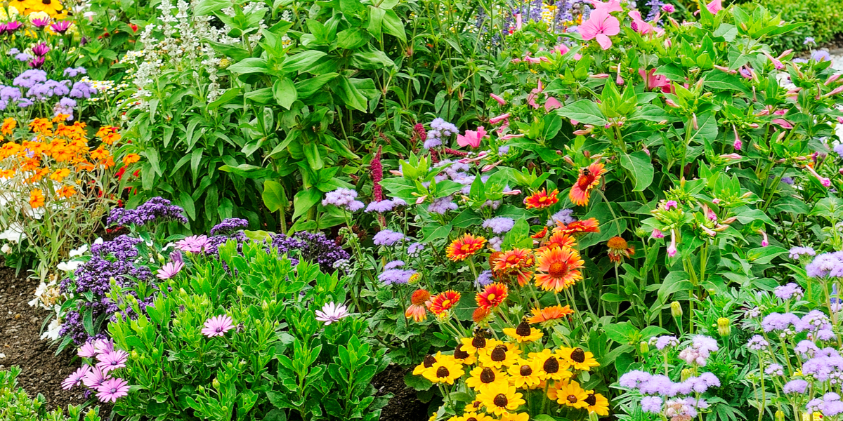 Cómo plantar un jardín de flores sin marihos