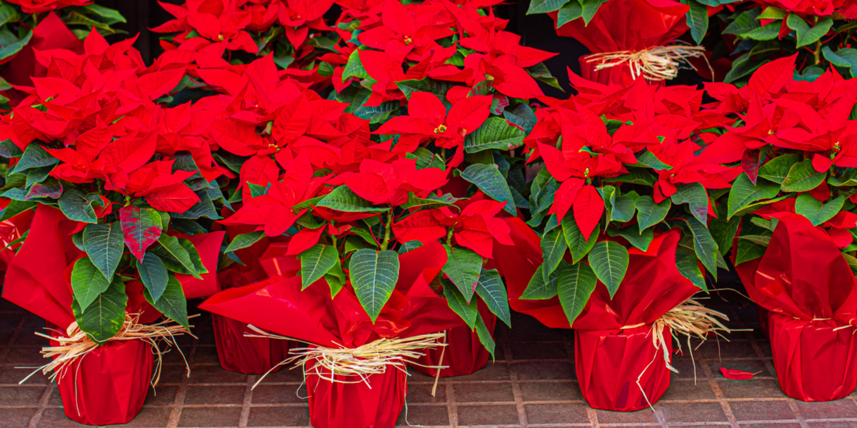 How To Keep Poinsettias Blooming Perfectly Through The Holiday Season