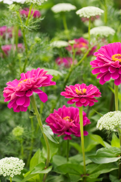 weed free flowerbeds