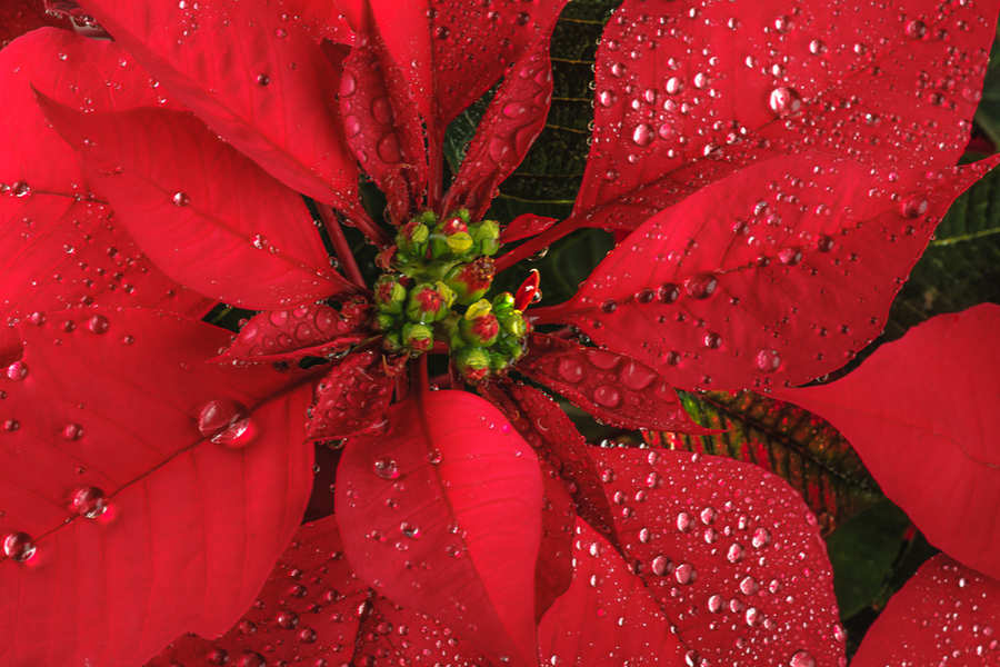 How To Keep Poinsettias Blooming Perfectly Through The Holiday Season